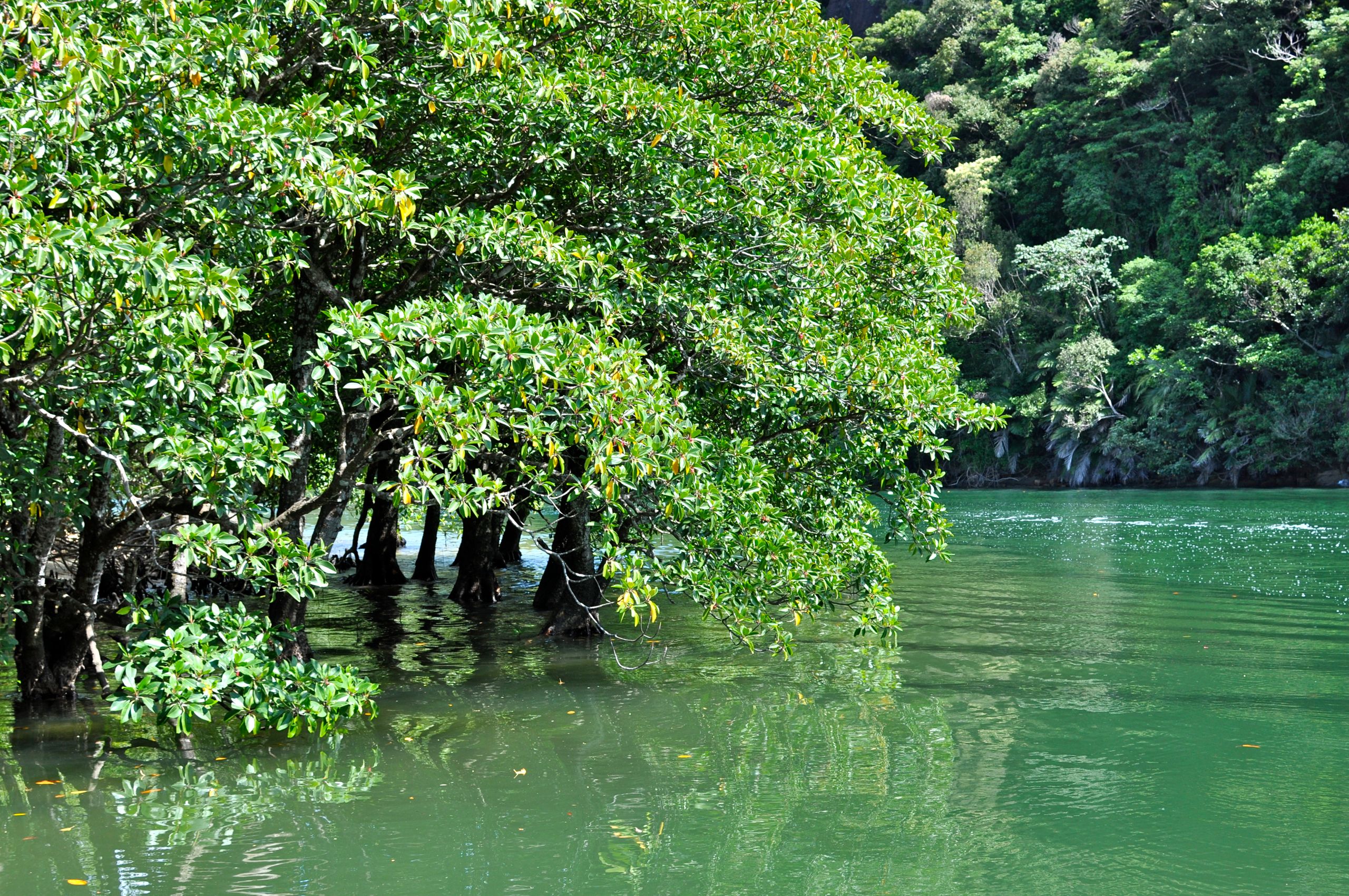 Iriomote Island